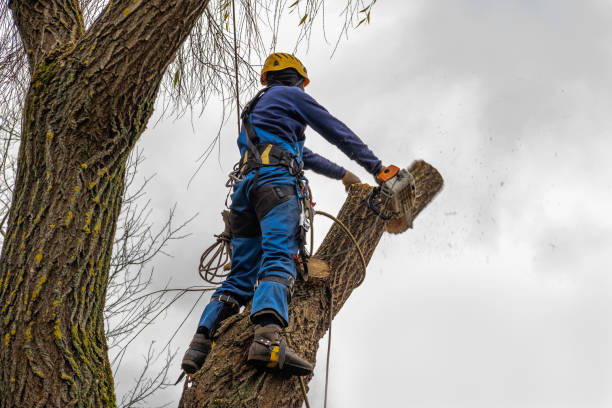  , USA Tree Services Pros